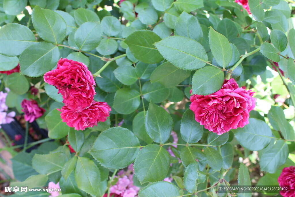 月季花  