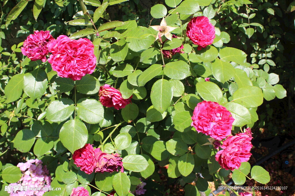 月季花  