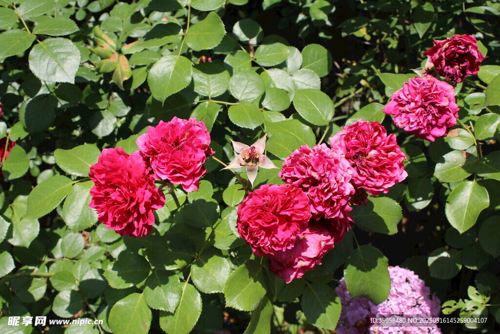 月季花  