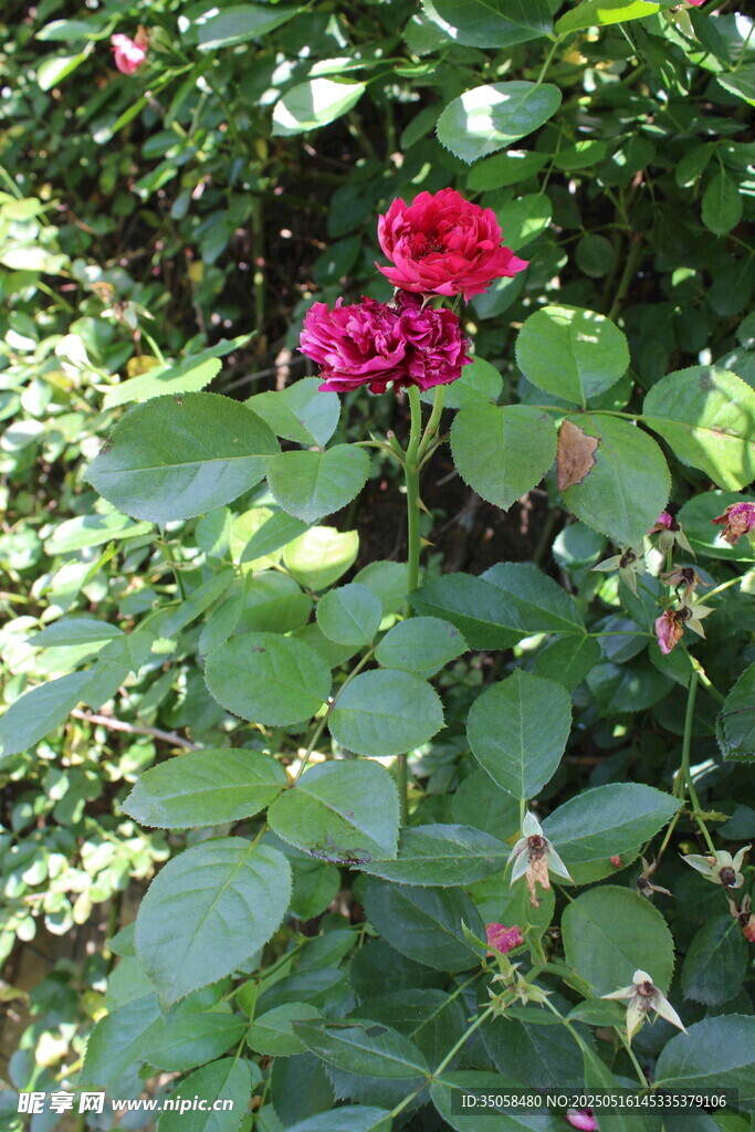 月季花 