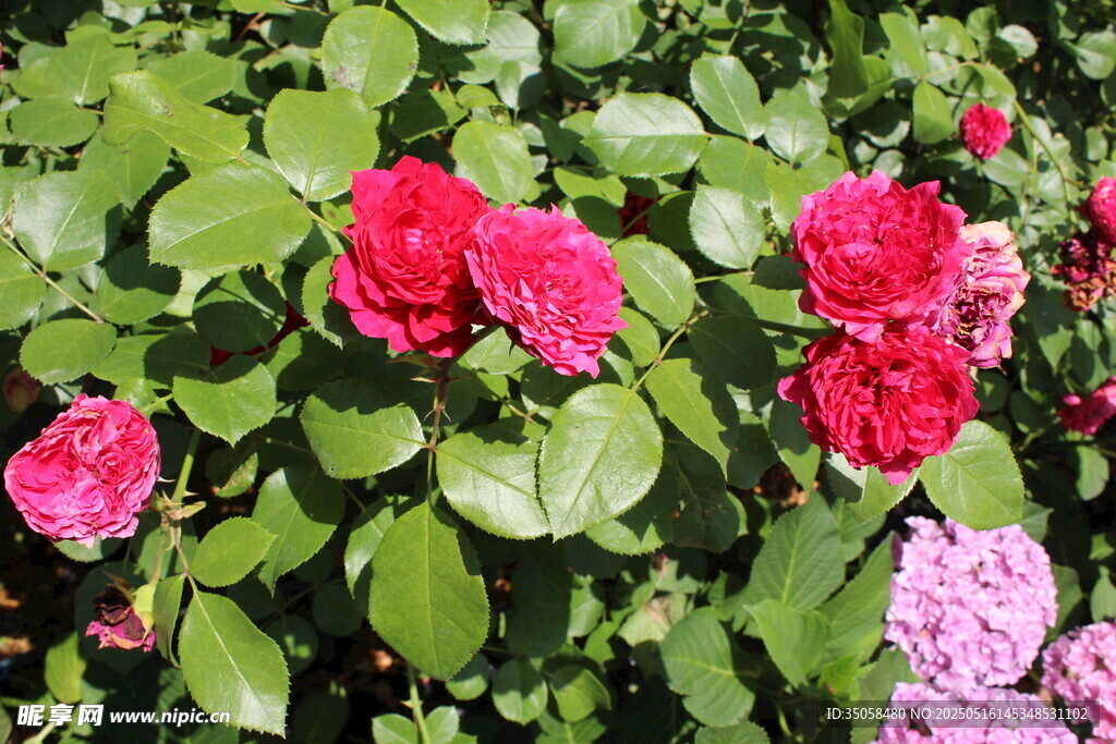 月季花 