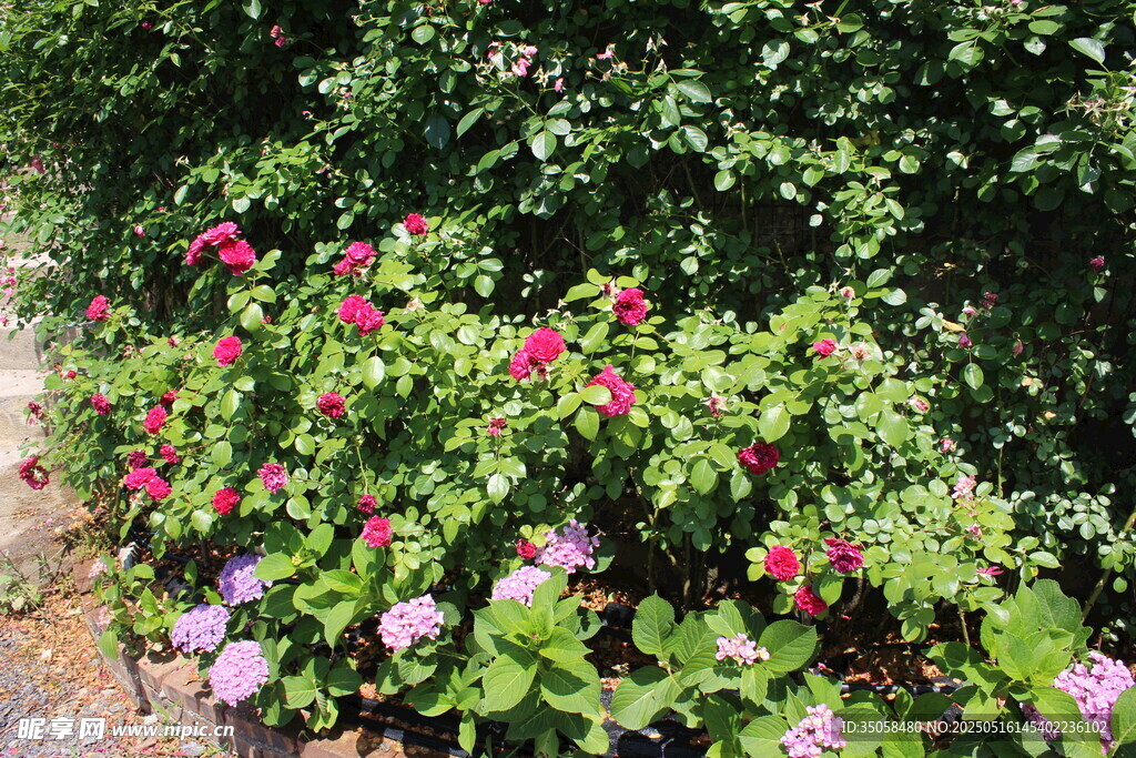 月季花  