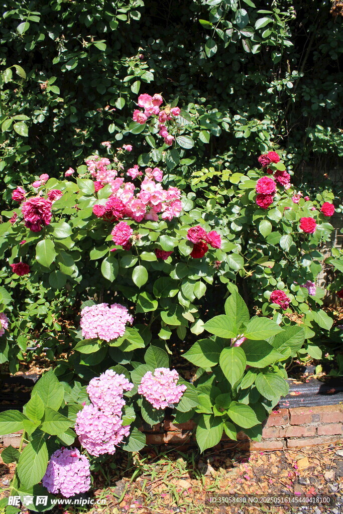 月季花  