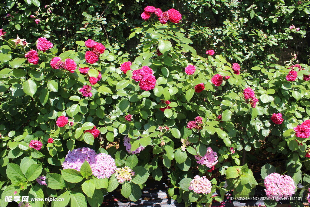 月季花 