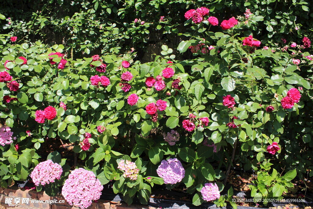 月季花 