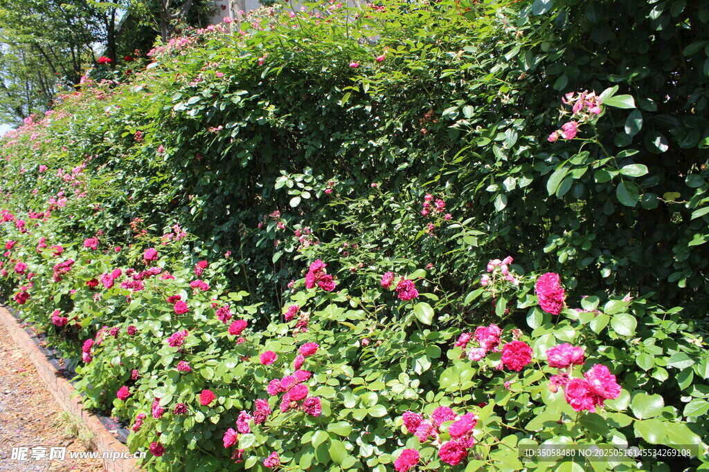 月季花 