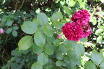 月季花 