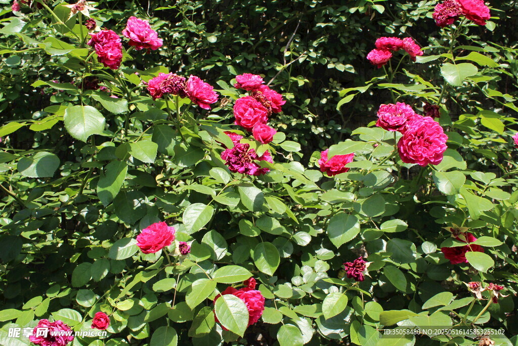 月季花 