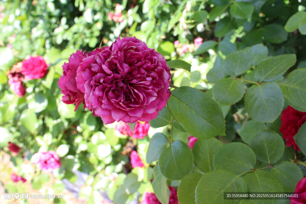 月季花 