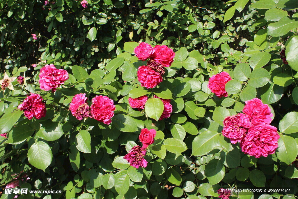 月季花 