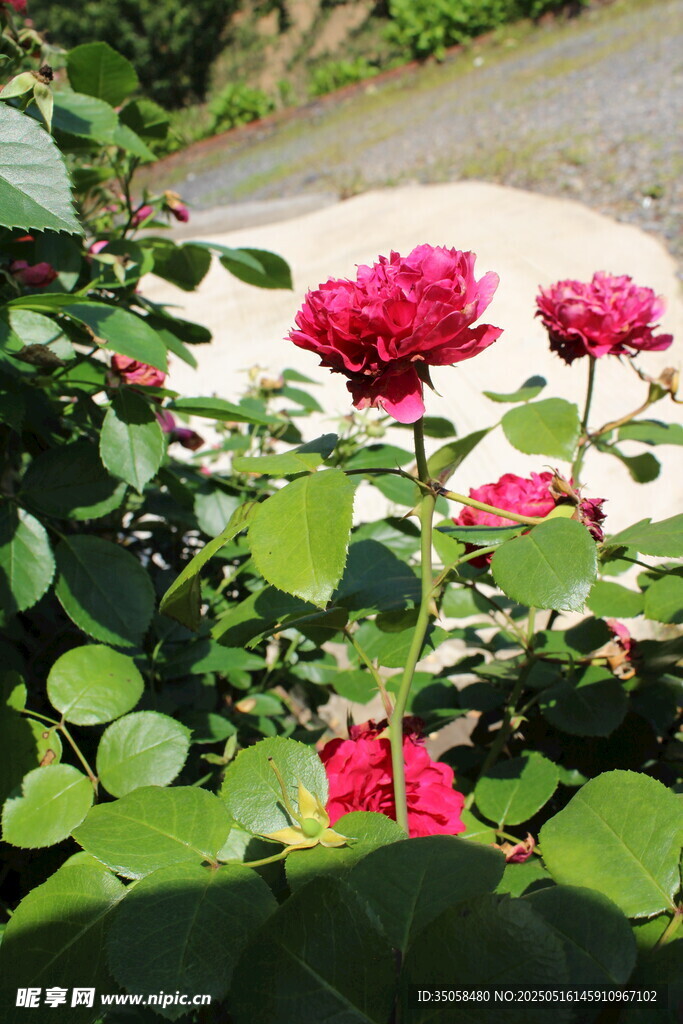 月季花 
