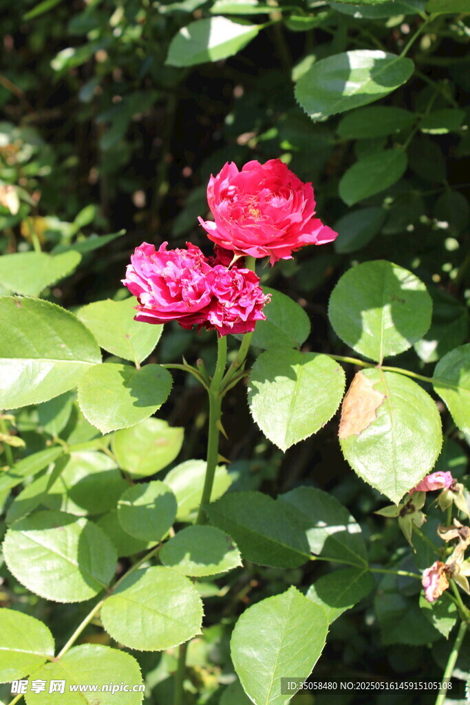月季花 