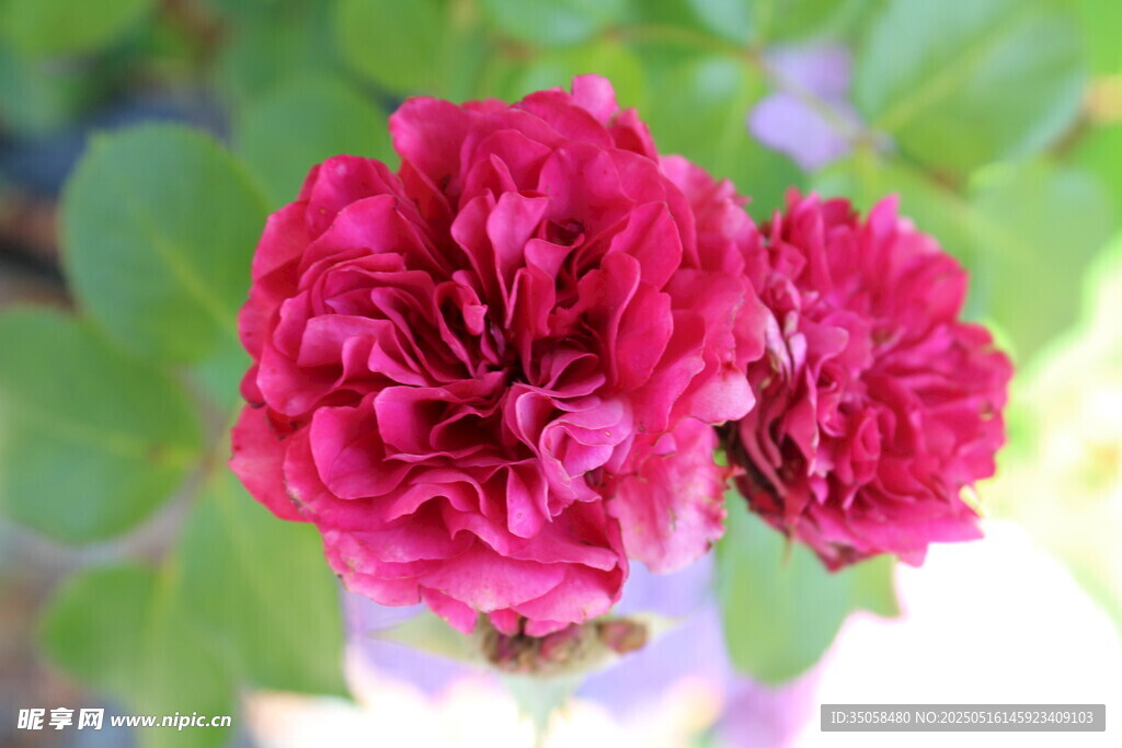月季花  