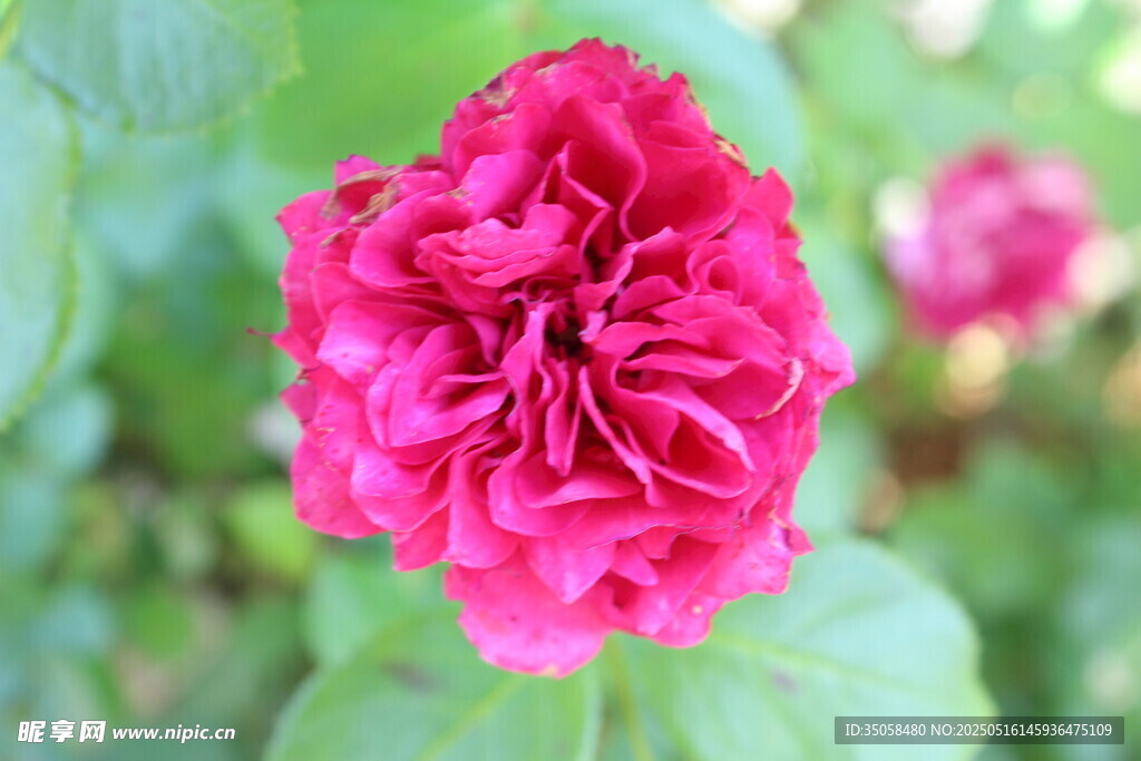月季花 