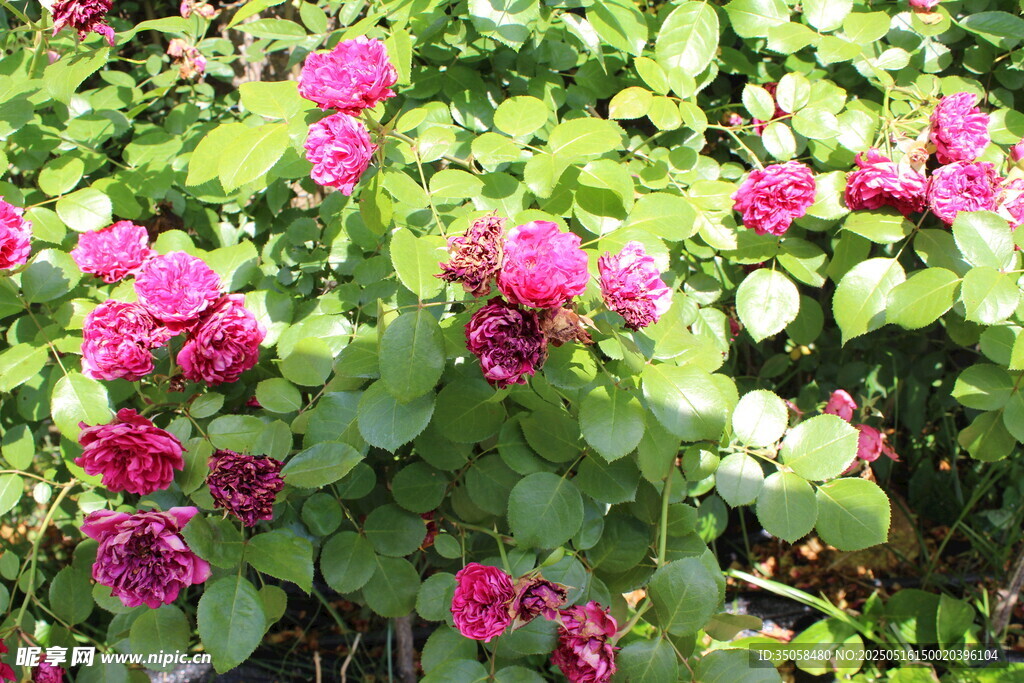 月季花 