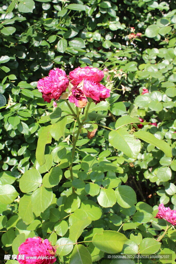 月季花 
