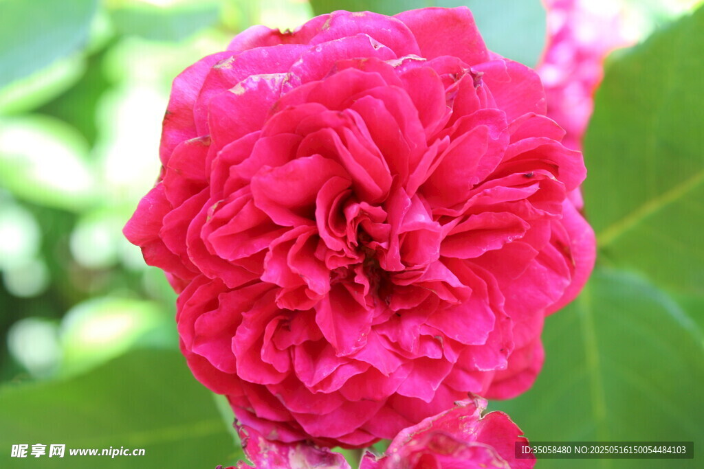 月季花  