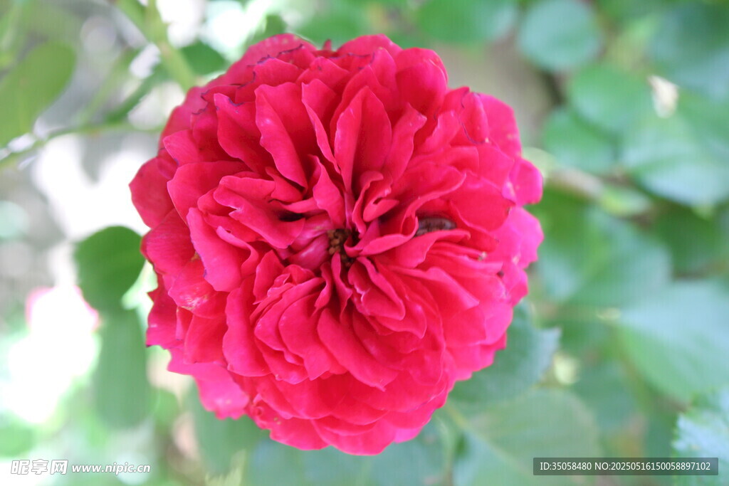 月季花 