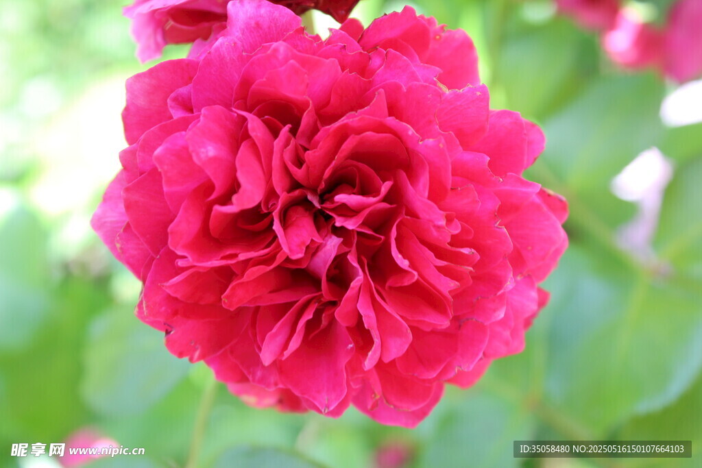 月季花 