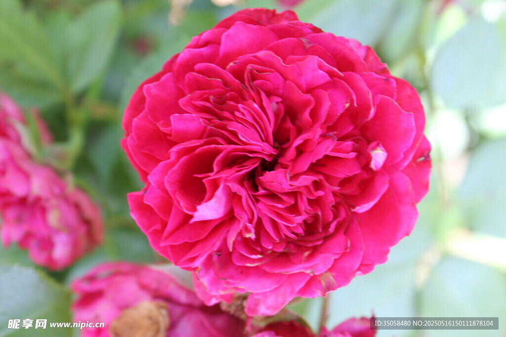 月季花  