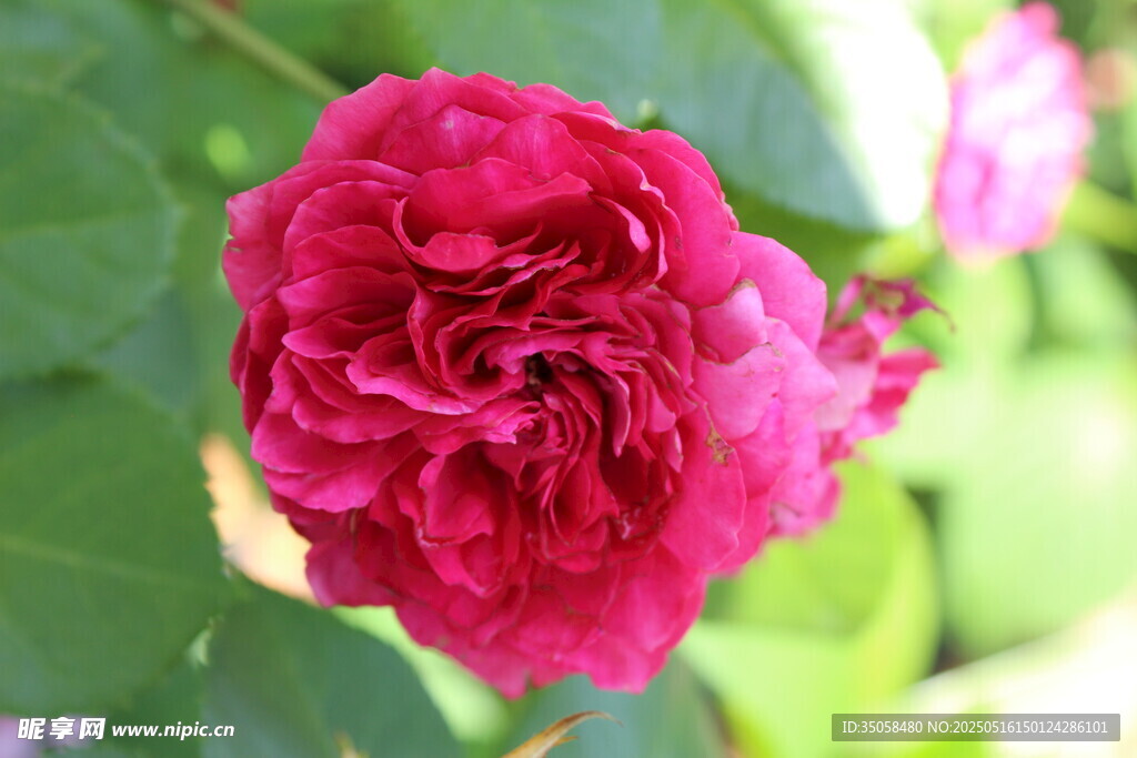 月季花  