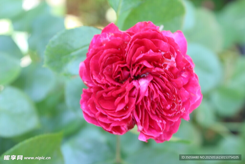 月季花  