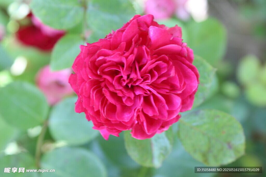 月季花 
