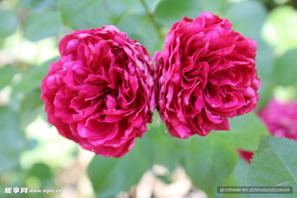 月季花 