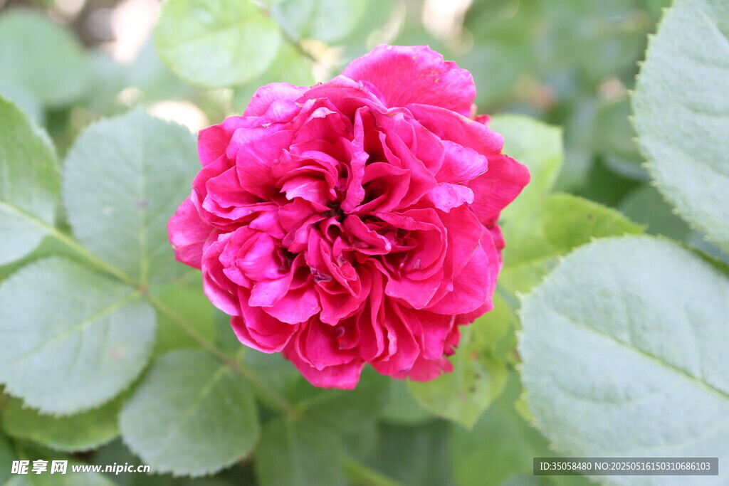 月季花  