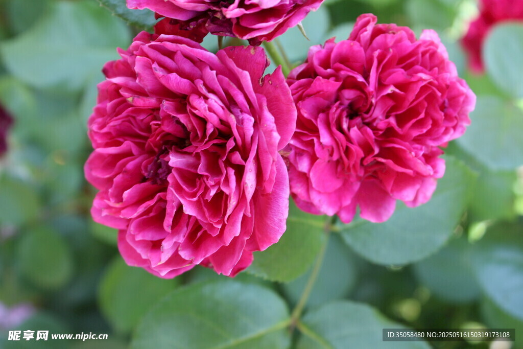 月季花  