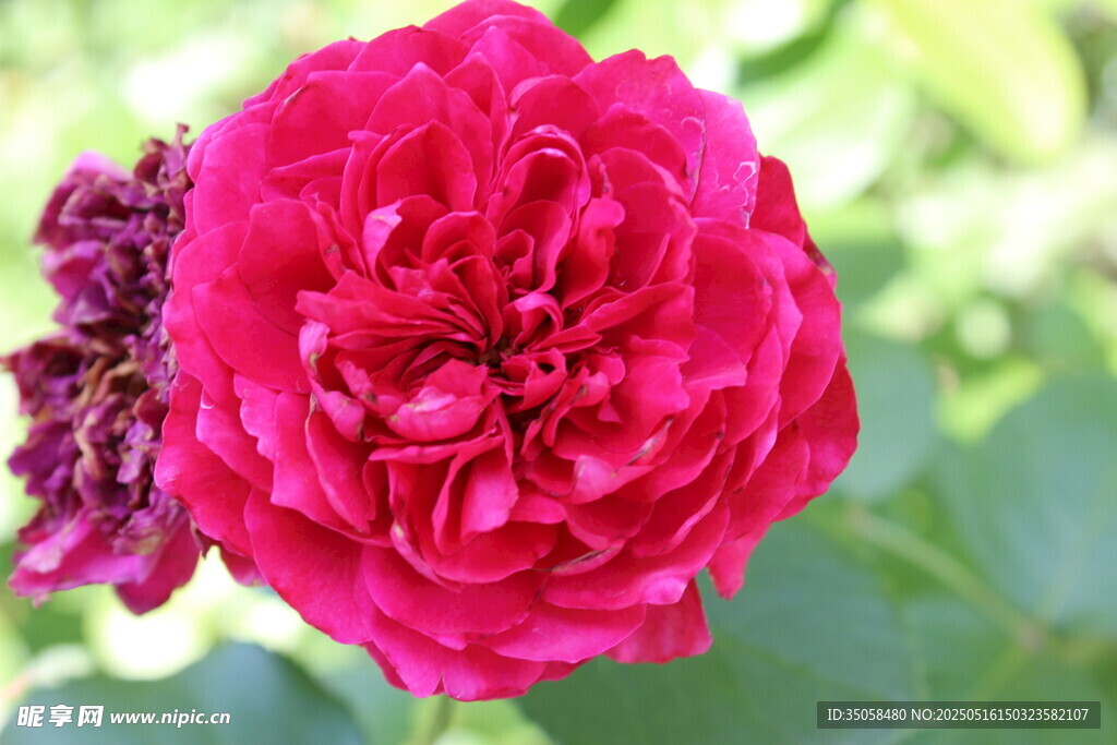 月季花 