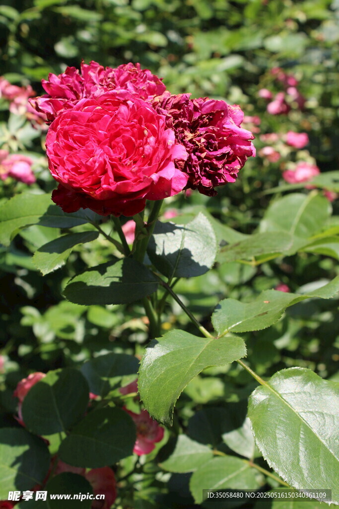 月季花  