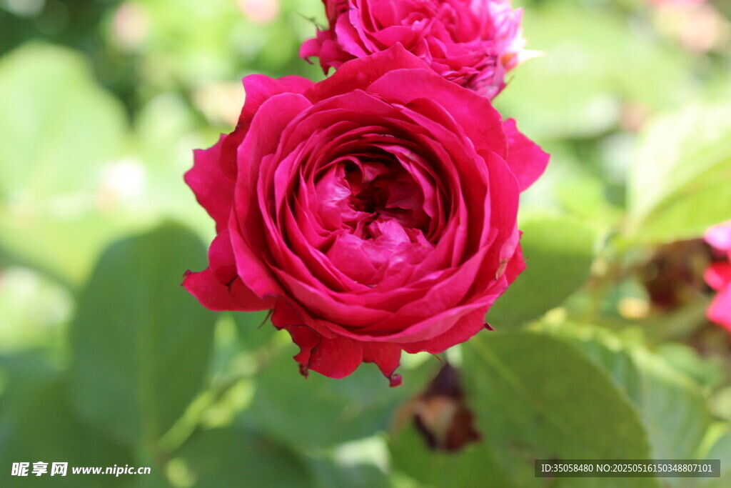 月季花 