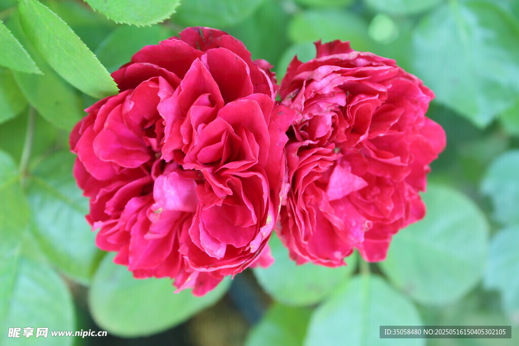 月季花  