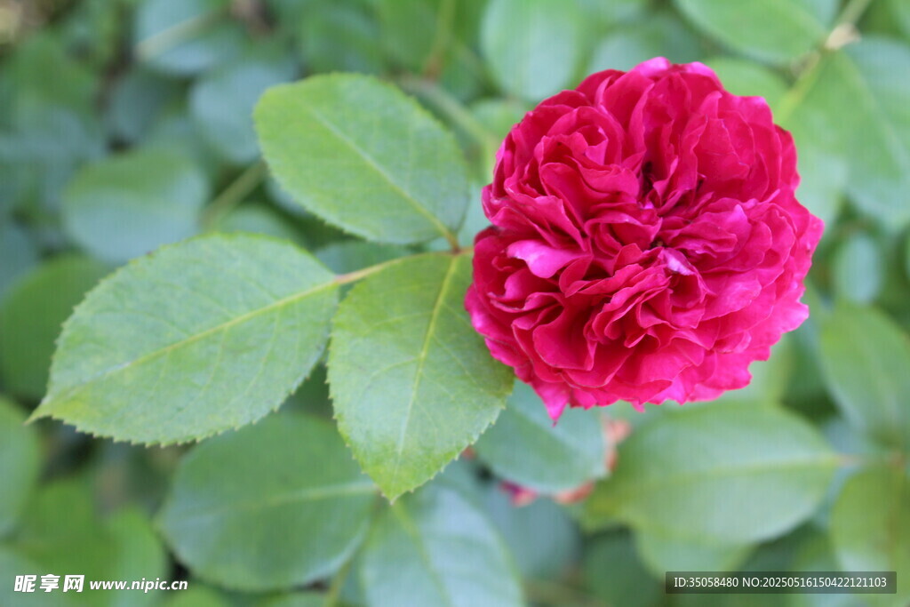 月季花  