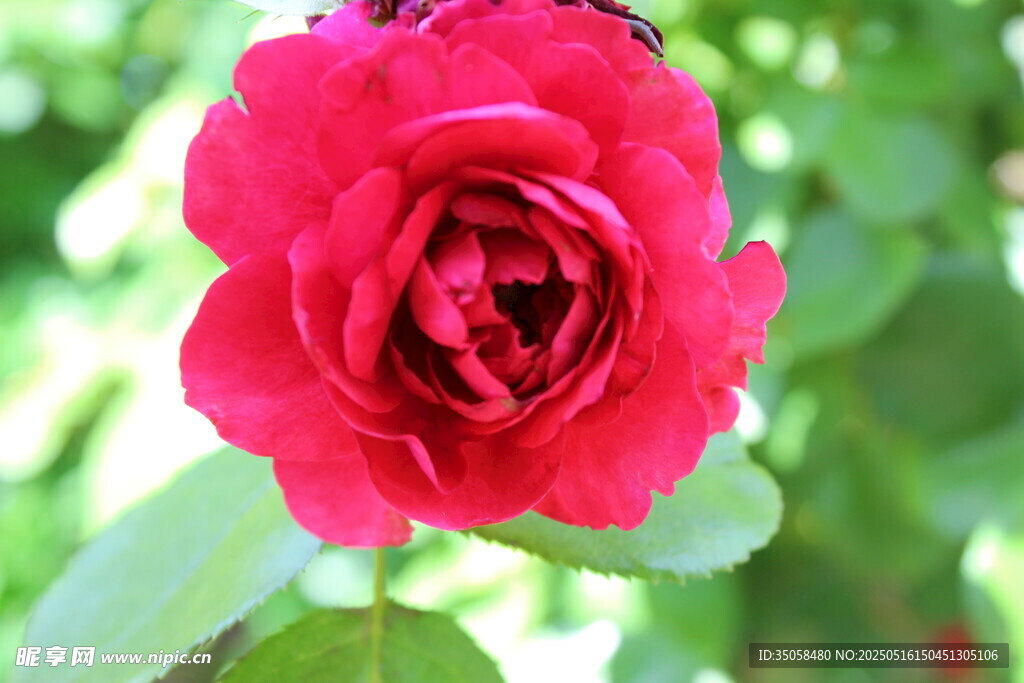 月季花  