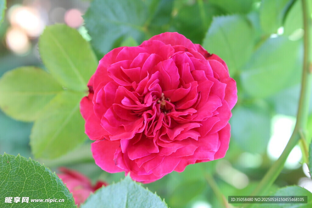 月季花  