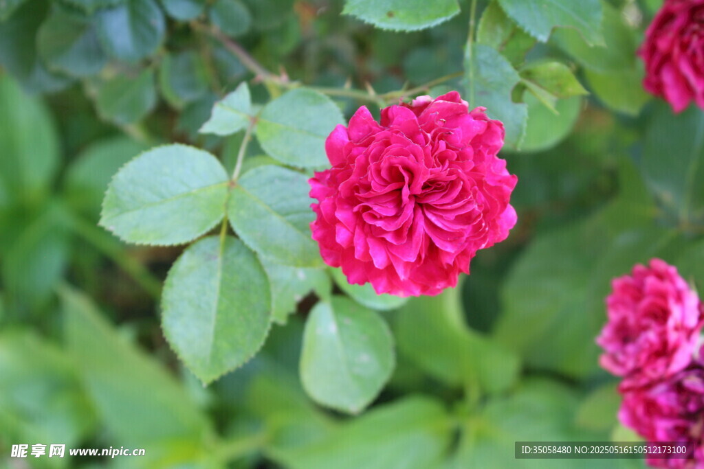 月季花 