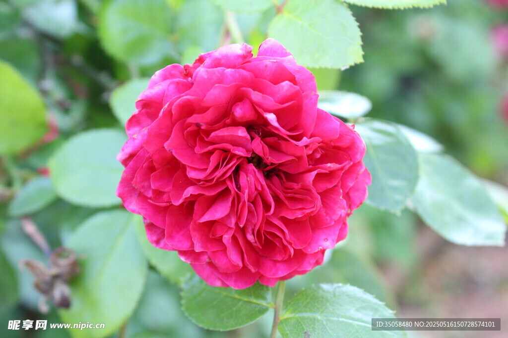 月季花 