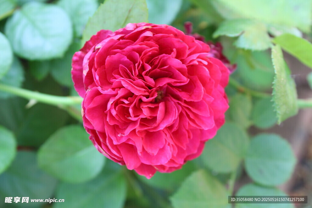 月季花 
