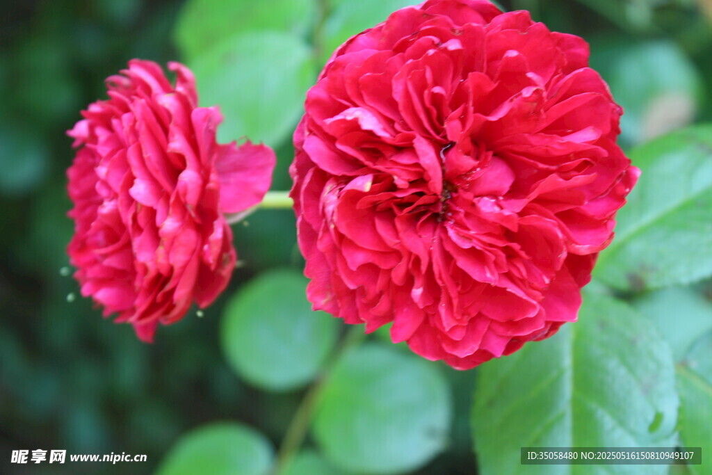 月季花 