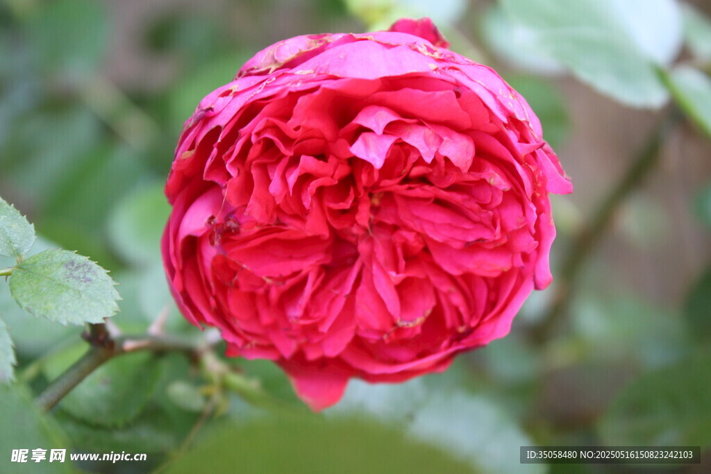 月季花 