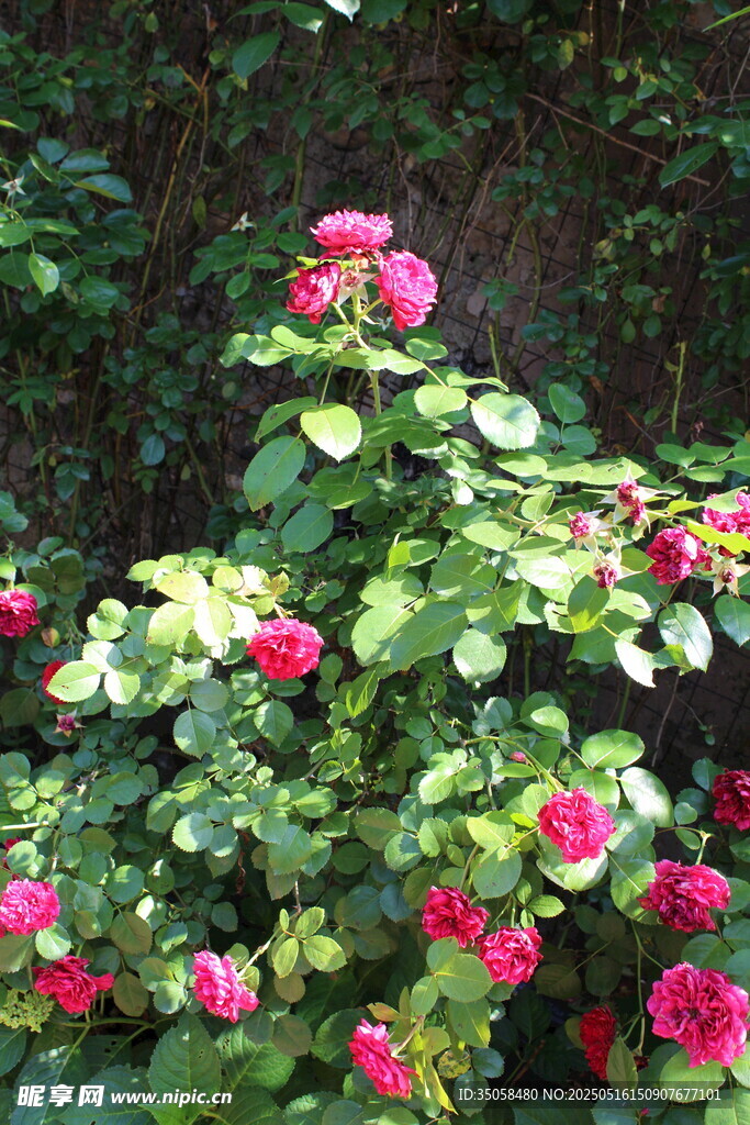 月季花 