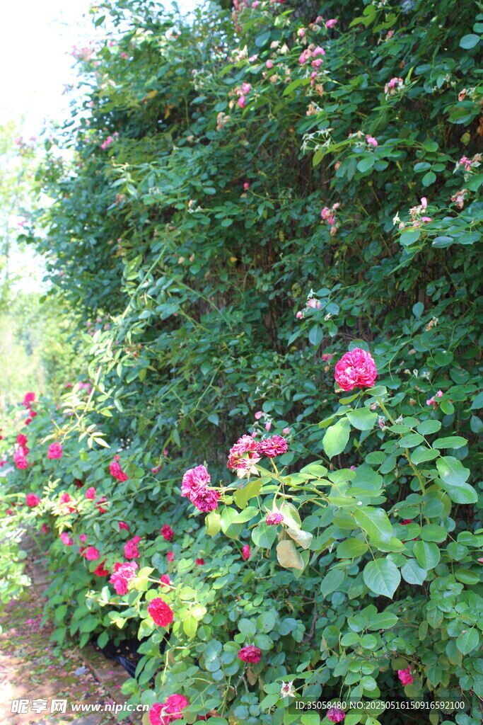 月季花  