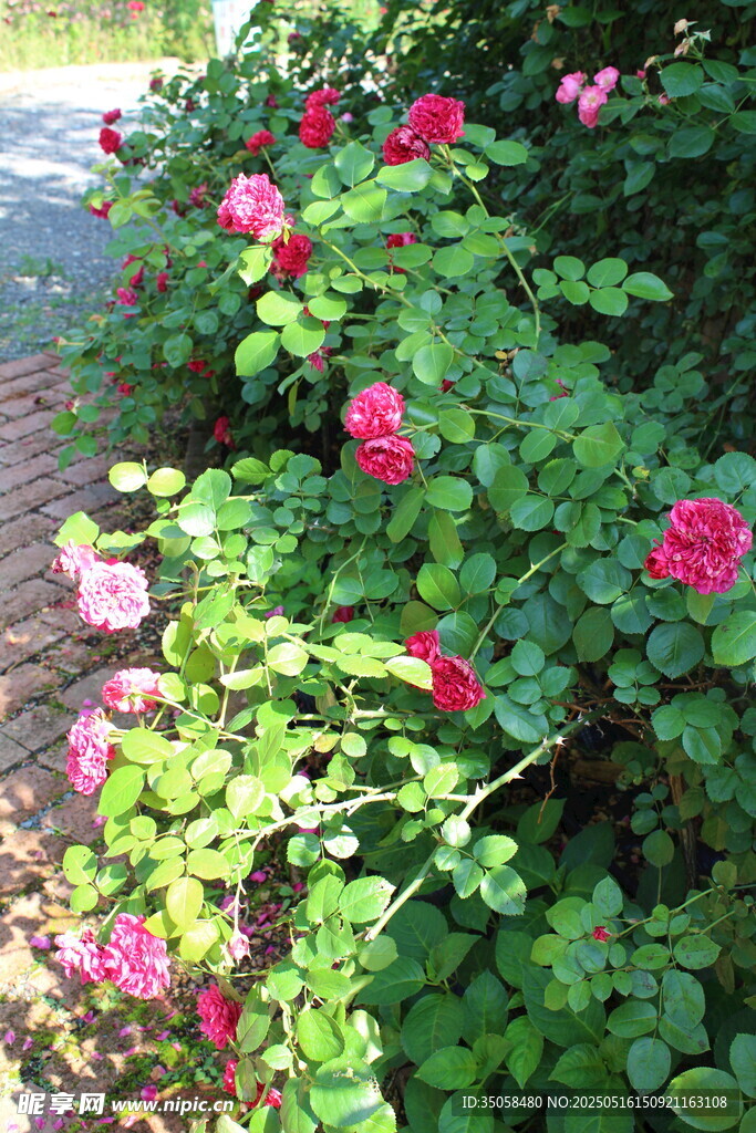 月季花  