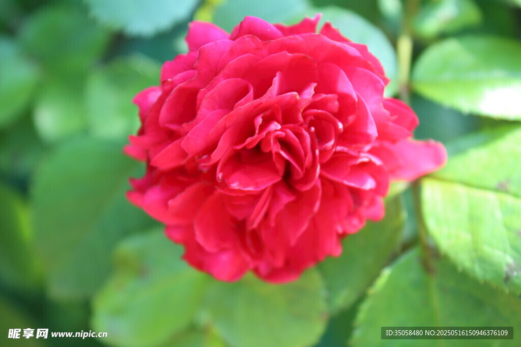 月季花  