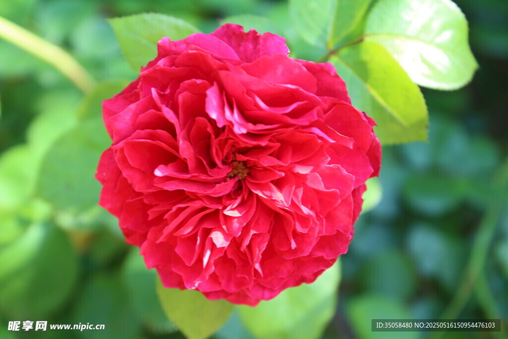 月季花  