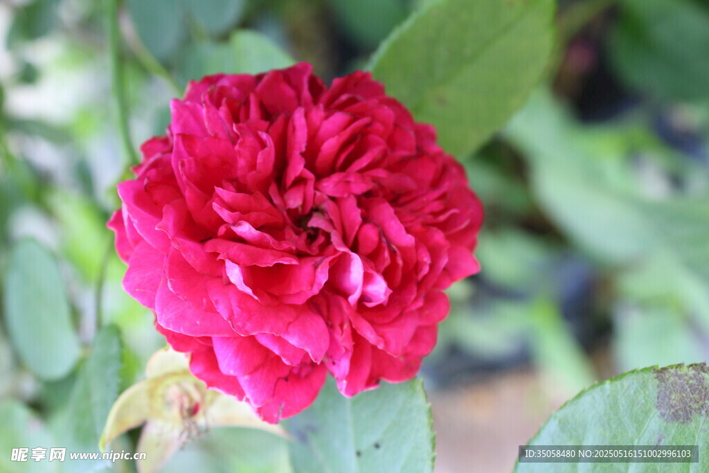 月季花  