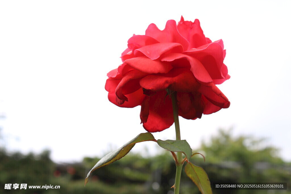 月季花 
