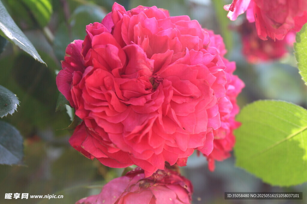 月季花 